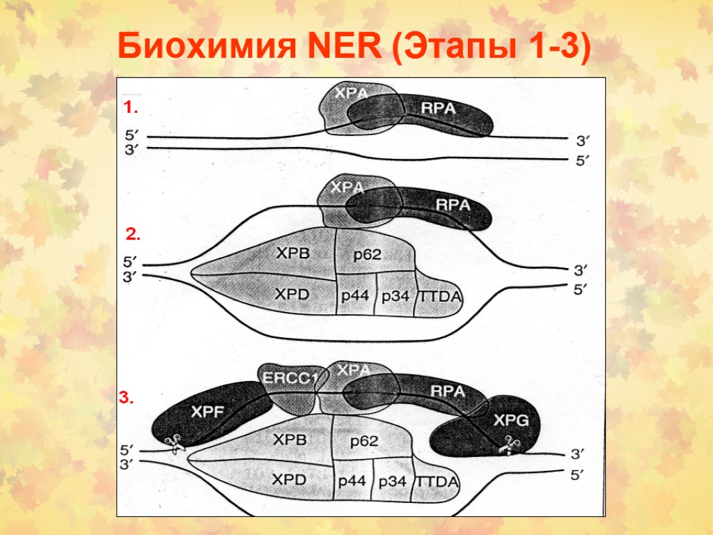 Биохимия NER (Этапы 1-3)